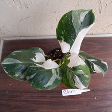 Load image into Gallery viewer, #R447 Philodendron White Princess - Amazing Variegation