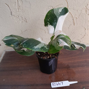 #R447 Philodendron White Princess - Amazing Variegation