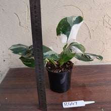 Load image into Gallery viewer, #R447 Philodendron White Princess - Amazing Variegation