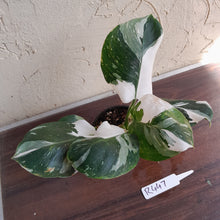 Load image into Gallery viewer, #R447 Philodendron White Princess - Amazing Variegation