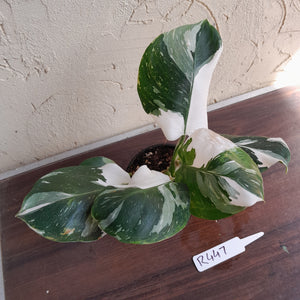 #R447 Philodendron White Princess - Amazing Variegation