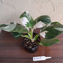 Load image into Gallery viewer, #R447 Philodendron White Princess - Amazing Variegation