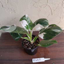 Load image into Gallery viewer, #R447 Philodendron White Princess - Amazing Variegation