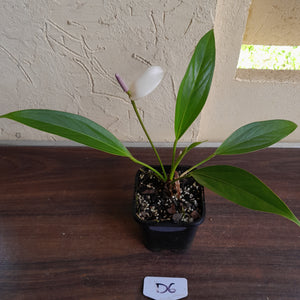 #D6 Anthurium Amnicola