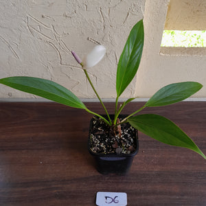 #D6 Anthurium Amnicola