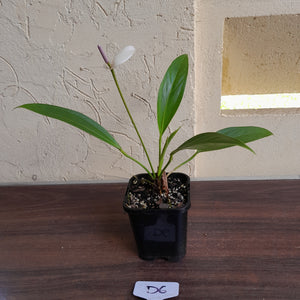 #D6 Anthurium Amnicola