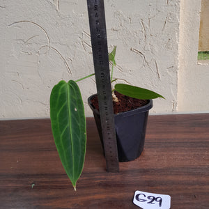 #G29 Anthurium Warocqueanum