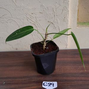 #G29 Anthurium Warocqueanum