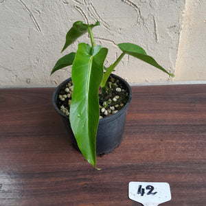 #42 Philodendron Bob Cee