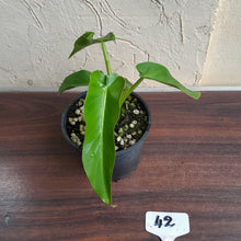 Load image into Gallery viewer, #42 Philodendron Bob Cee