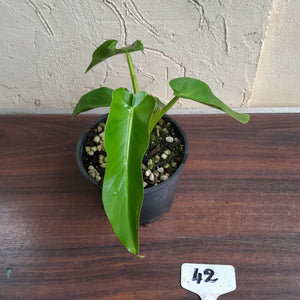 #42 Philodendron Bob Cee