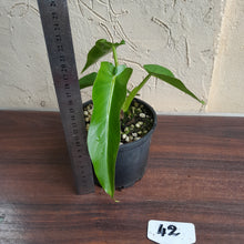 Load image into Gallery viewer, #42 Philodendron Bob Cee