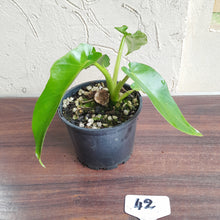 Load image into Gallery viewer, #42 Philodendron Bob Cee