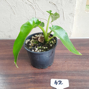 #42 Philodendron Bob Cee