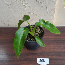 Load image into Gallery viewer, #42 Philodendron Bob Cee