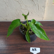 Load image into Gallery viewer, #42 Philodendron Bob Cee