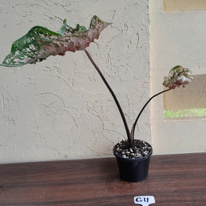 #G11 Caladium