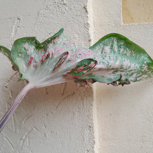 #G11 Caladium