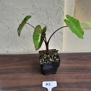 #M1 Colocasia White Lava