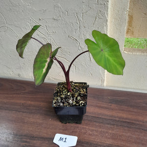 #M1 Colocasia White Lava