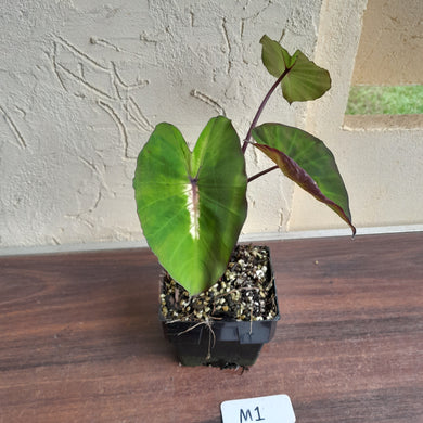 #M1 Colocasia White Lava