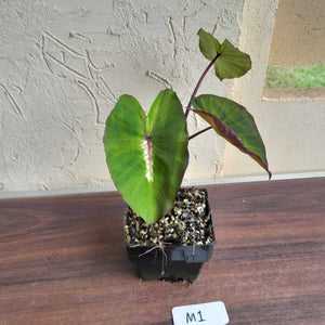 #M1 Colocasia White Lava