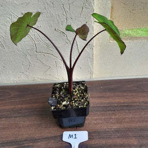 #M1 Colocasia White Lava