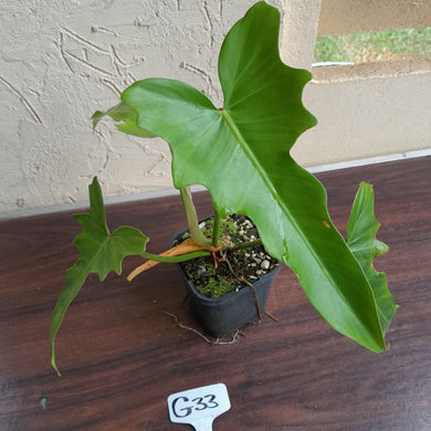 #G33 Philodendron Golden Dragon