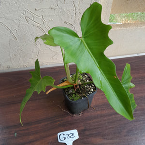 #G33 Philodendron Golden Dragon