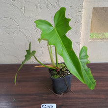 Load image into Gallery viewer, #G33 Philodendron Golden Dragon