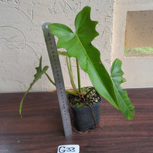 Load image into Gallery viewer, #G33 Philodendron Golden Dragon