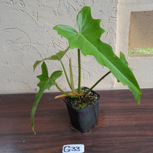 Load image into Gallery viewer, #G33 Philodendron Golden Dragon