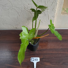 Load image into Gallery viewer, #G33 Philodendron Golden Dragon