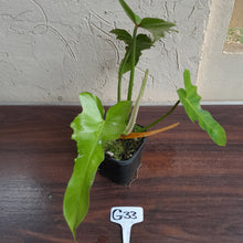 Load image into Gallery viewer, #G33 Philodendron Golden Dragon