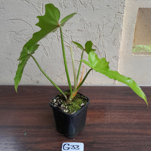 #G33 Philodendron Golden Dragon