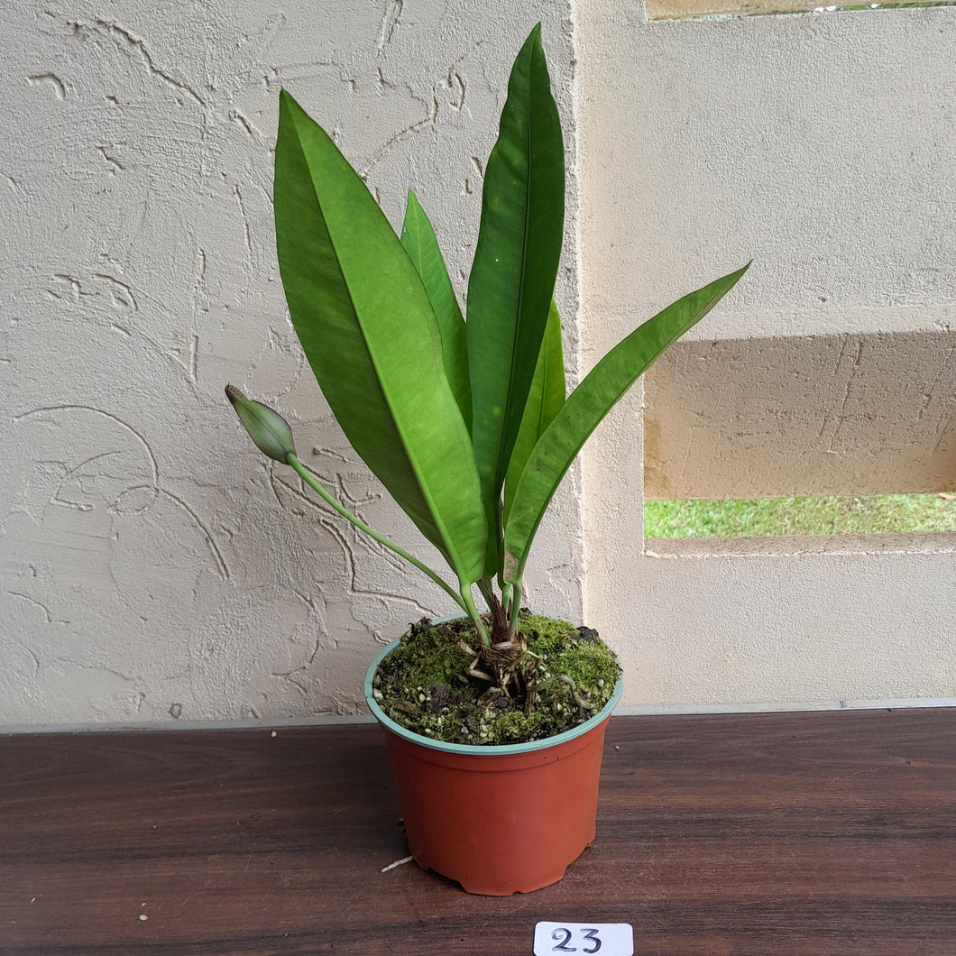 #40 Anthurium Coriaceum