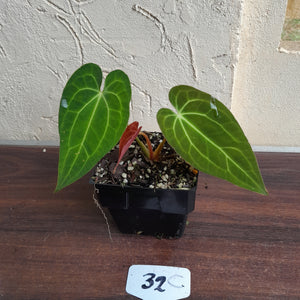 #32c Anthurium Papillilaminum x x