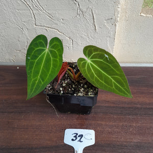 #32c Anthurium Papillilaminum x x