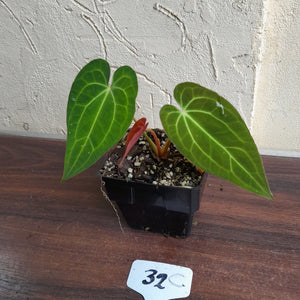 #32c Anthurium Papillilaminum x x