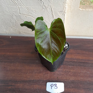 #P3 Anthurium Unknown