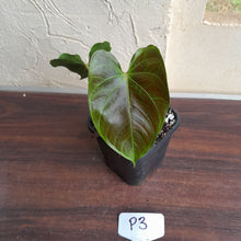 Load image into Gallery viewer, #P3 Anthurium Unknown