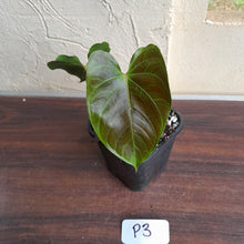 Load image into Gallery viewer, #P3 Anthurium Unknown