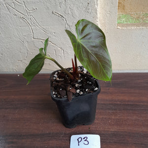 #P3 Anthurium Unknown