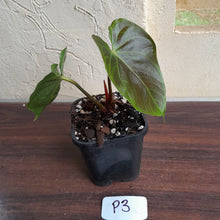 Load image into Gallery viewer, #P3 Anthurium Unknown