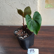 Load image into Gallery viewer, #P3 Anthurium Unknown