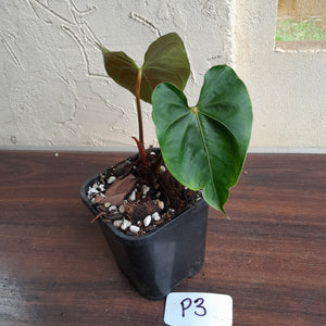 #P3 Anthurium Unknown