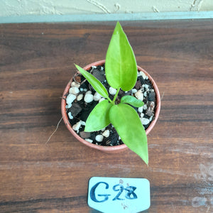 #G28 Anthurium Vittarifolium Seedling