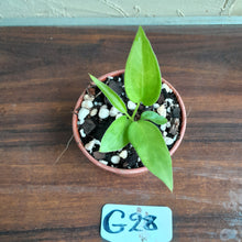 Load image into Gallery viewer, #G28 Anthurium Vittarifolium Seedling