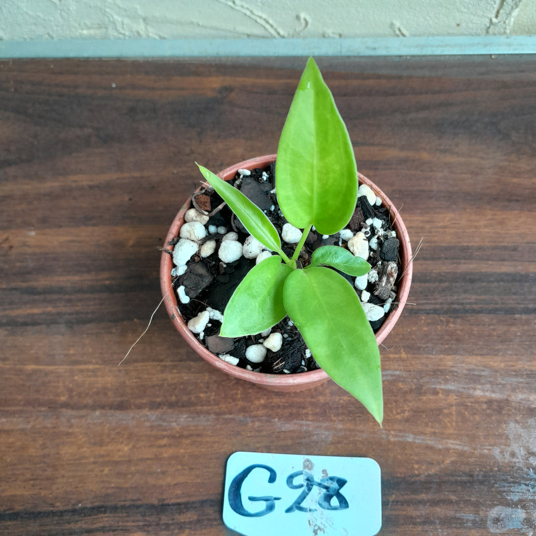 #G28 Anthurium Vittarifolium Seedling