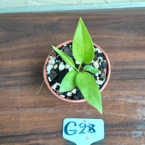 #G28 Anthurium Vittarifolium Seedling